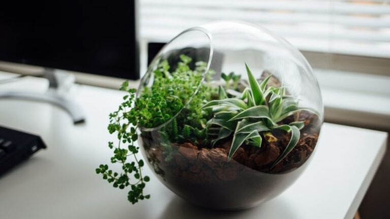 terrarium mini - aquarium terrarium - terrarium mini di rumah